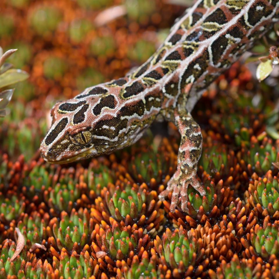Harlequin gecko (southern Stewart Island). ©Crispin Middleton