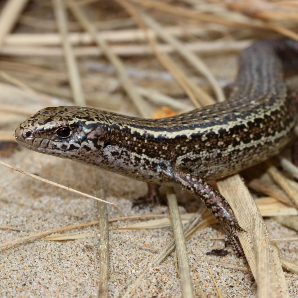 Hawke's Bay skink basking among Spinifex (Cape Kidnappers, Hawke's Bay). © Nick Harker