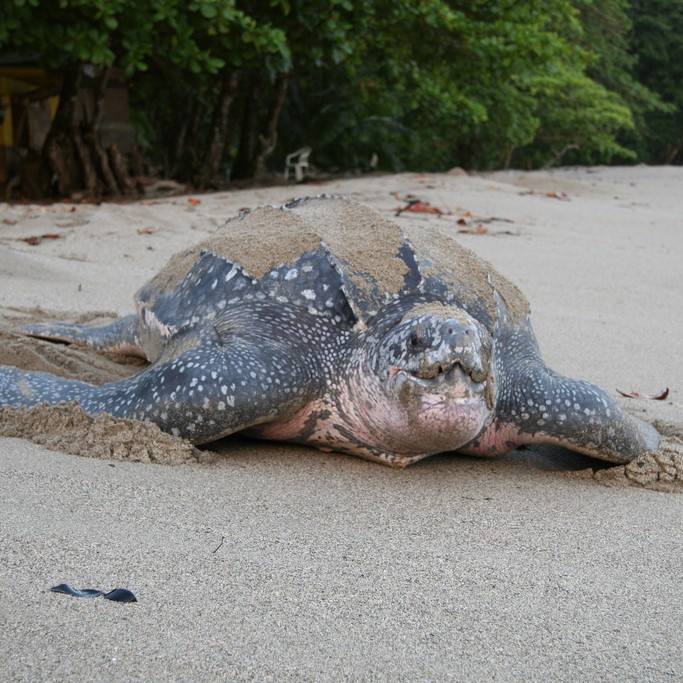 Leatherback turtle making its way back to the ocean (Trinidad). © John D Reynolds