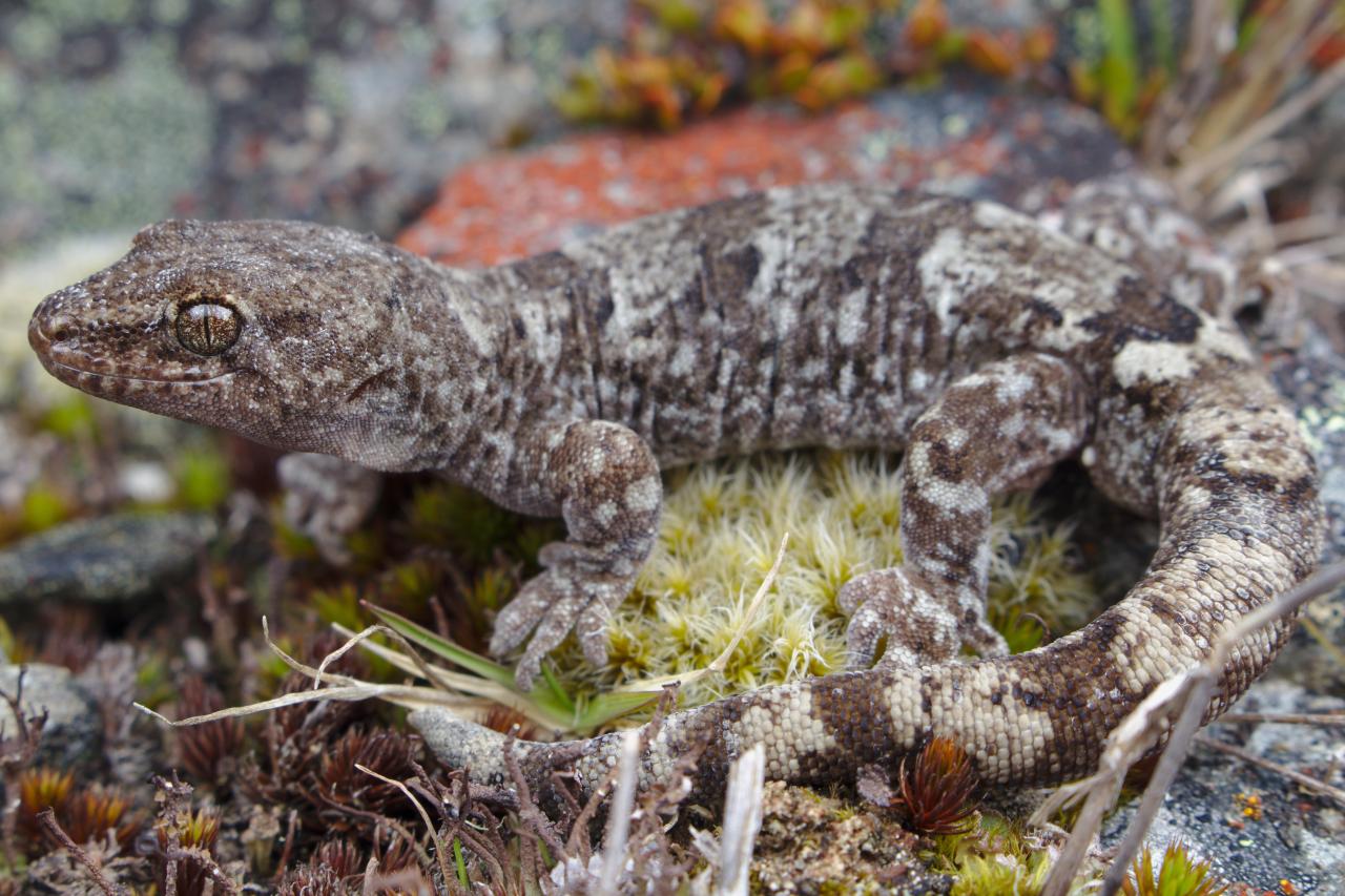 Greywacke gecko (Canterbury). <a href="https://www.instagram.com/samuelpurdiewildlife/">© Samuel Purdie</a>