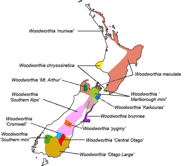Woodworthia distribution