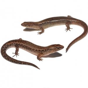 Copper, Ornate and Whitaker's skinks
