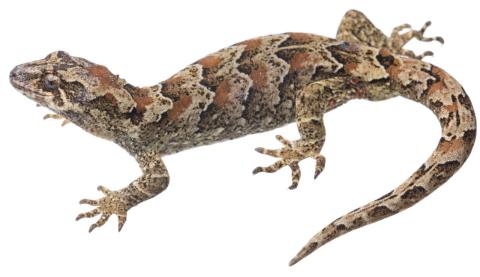 Cascade gecko (Fiordland). <a href="https://www.instagram.com/samuelpurdiewildlife/">© Samuel Purdie</a>