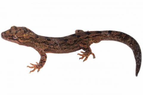 Mokohinau gecko (Mokohinau Islands). <a href="https://www.instagram.com/samanimalman/">© Samuel Purdie</a>