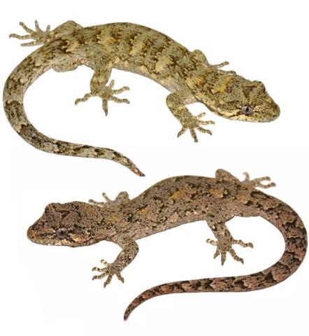 Ngahere geckos (Wellington). <a href="https://www.instagram.com/nickharker.nz/">© Nick Harker</a>