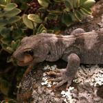 Black-eyed gecko (Kaikoura ranges). <a href="https://www.flickr.com/photos/rocknvole/">© Tony Jewell</a>