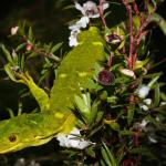 Marlborough green gecko (northern Marlborough). <a href="https://www.flickr.com/photos/rocknvole/">© Tony Jewell</a>