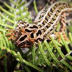 Harlequin gecko (southern Stewart Island). <a href="https://www.flickr.com/photos/151723530@N05/page3">© Carey Knox</a>