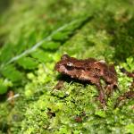 Archey's frog (Coromandel). © Chris Wedding
