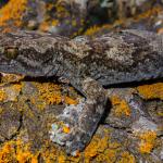 Korero gecko (Middlemarch, Otago). <a href="https://www.flickr.com/photos/151723530@N05/page3">© Carey Knox</a>