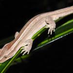 A northern striped gecko rests on a Kiekie leaf (Coromandel Peninsula). <a href="https://www.facebook.com/Mahakirau">© Sara Smerdon</a> 