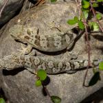 Pygmy gecko (southern Marlborough / northern Canterbury). <a href="https://www.flickr.com/photos/151723530@N05/page3">© Carey Knox</a>