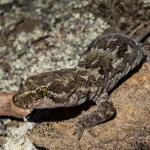 Schist gecko (Central Otago). <a href="https://www.flickr.com/photos/151723530@N05/page3">© Carey Knox</a>
