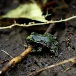 Hochstetter's Frog (Whareorino forest, Waikato). © Ben Goodwin
