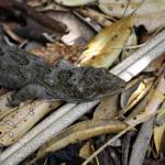 Northern Duvaucel's gecko on leaf litter (Tiritiri Matangi Island, North Auckland). © Ben Goodwin