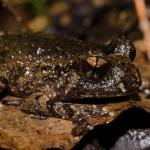 Hochstetter's Frog (Coromandel) <a href="https://www.seacologynz.com/index">© Crispin Middleton</a>