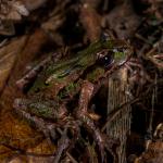 Archey's frog (Coromandel). <a href="https://www.capturewild.co.nz/Reptiles-Amphibians/NZ-Reptiles-Amphibians/">© Euan Brook</a>