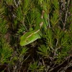 Northland green gecko (Northland). <a href="https://www.seacologynz.com/index">© Crispin Middleton</a>