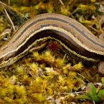Eyres skink (Livingstone mountains, Southland). <a href="https://www.flickr.com/photos/rocknvole/">© Tony Jewell</a>