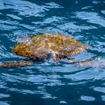 Green turtle (Poor Knights Islands). © Christopher Caine