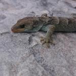 Black-eyed gecko (Tasman). © Chris Wedding