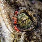 Northern Duvaucel's Gecko (Poor Knights Islands). <a href="http://edinz.com/">© Edin Whitehead</a>