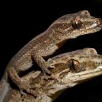 Matapia gecko (Aupōuri Peninsula, Northland). <a href="https://www.flickr.com/photos/rocknvole/">© Tony Jewell</a>