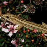 Matapia gecko (Aupōuri Peninsula, Northland). <a href="https://www.flickr.com/photos/rocknvole/">© Tony Jewell</a>