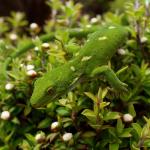 Marlborough green gecko in Manuka (Marlborough Sounds). <a href="https://www.instagram.com/tim.harker.95/">© Tim Harker</a>