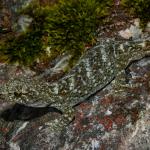 Southern Alps gecko (Mount Cook). <a href="https://www.flickr.com/photos/rocknvole/page1">© Tony Jewell</a>
