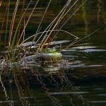 Southern bell frog calling from amongst reeds in an alpine tarn (Mount Ruapehu, Tongariro National Park). <a href="https://www.instagram.com/tim.harker.nz/">© Tim Harker</a>