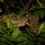 Moko a Tohu/Tohu gecko (North Brother Island, Cook Strait). <a href="https://www.flickr.com/photos/rocknvole/">© Tony Jewell</a>