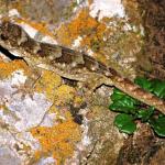 Moko a Tohu/Tohu gecko (North Brother Island, Cook Strait). photo by Jennifer Moore <a href="https://creativecommons.org/licenses/by/3.0/legalcode">(CC BY 3.0)</a>