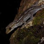 Pacific gecko (Bay of Islands). <a href="https://www.instagram.com/tim.harker.nz/?hl=en">© Tim Harker</a>