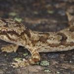 Kawarau gecko (Clyde, Central Otago) <a href="https://www.instagram.com/samanimalman/">© Samuel Purdie</a>