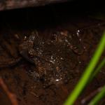 Hochstetter's frog camouflaged amongst detritus in ephemeral stream (Waitakere Ranges, Auckland). <a href="https://www.instagram.com/nickharker.nz/">© Nick Harker</a>