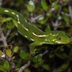 A strikingly marked Marlborough green gecko (Pelorus Sound). <a href="https://www.instagram.com/nickharker.nz/">© Nick Harker</a>