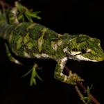 Rough gecko, gravid female in Kanuka (Kaikoura). <a href="https://www.instagram.com/nickharker.nz/">© Nick Harker</a>