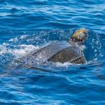 Leatherback turtle (Bay of Plenty, New Zealand). <a href="https://www.instagram.com/marine_life_kayaker/">© Nathan Pettigrew</a>