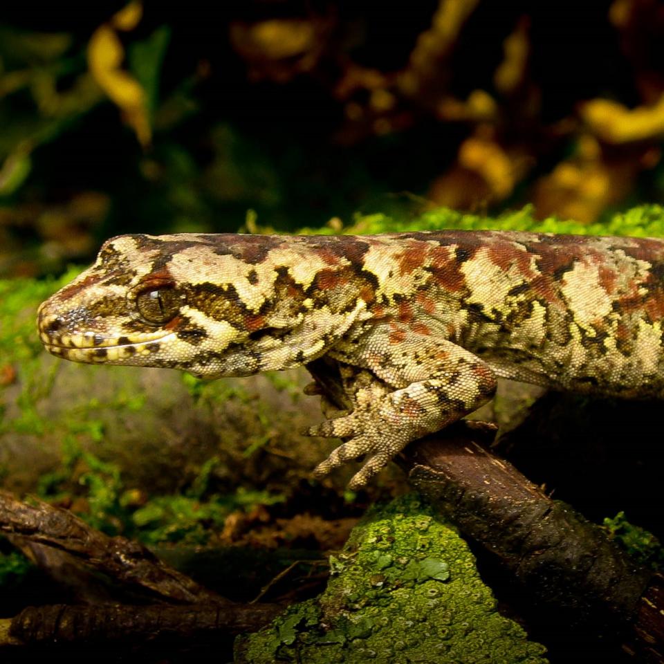 Tākitimu gecko (Waitutu forest). <a href="https://www.flickr.com/photos/rocknvole/">© Tony Jewell</a>