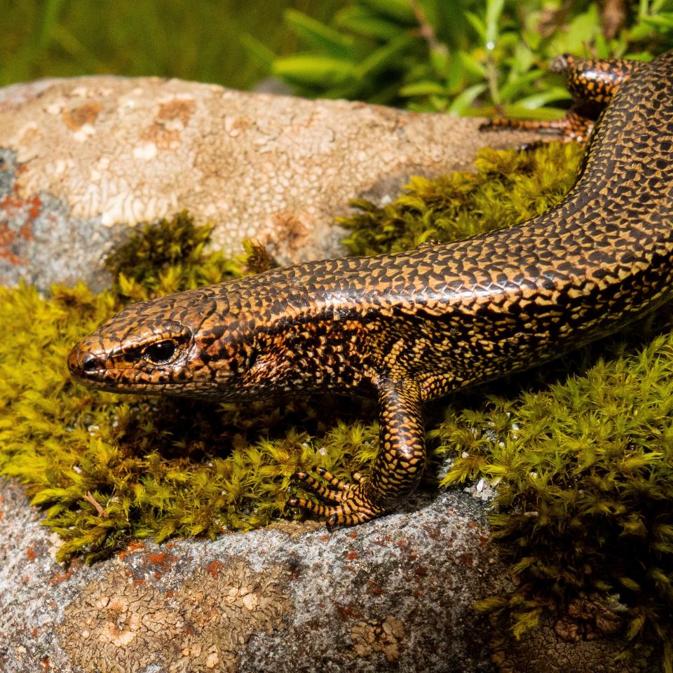 Awakōpaka skink (Southland). © Carey Knox