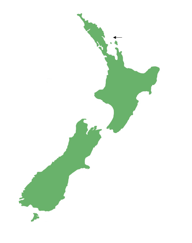 Mokohinau gecko distribution