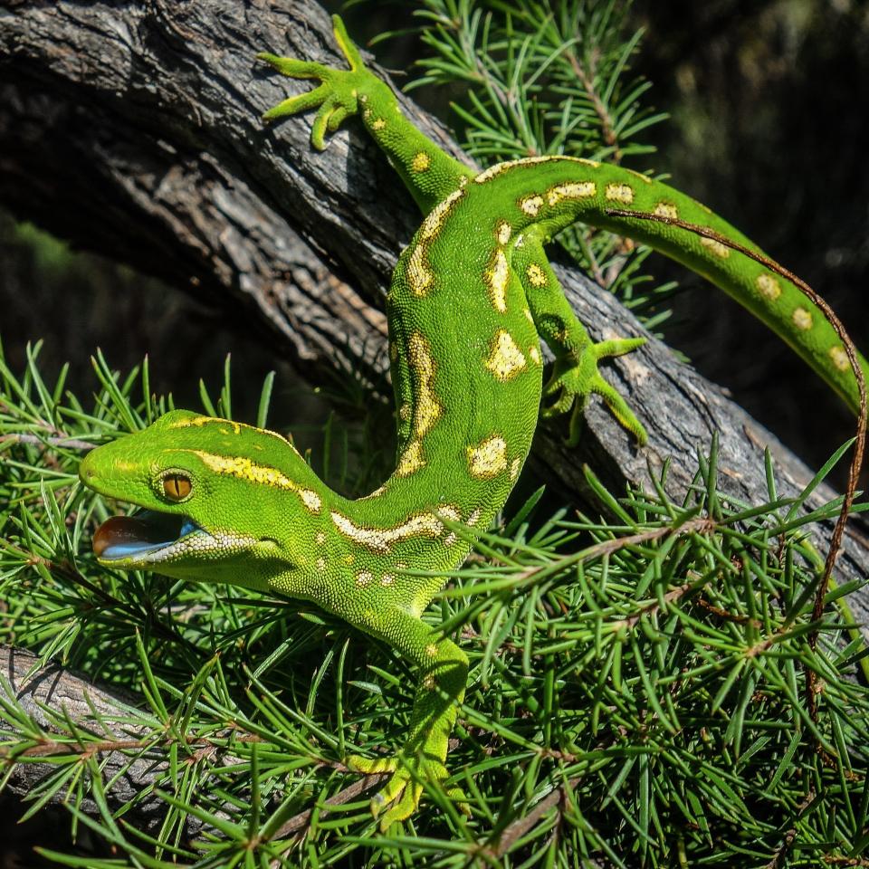 Northland green gecko (Northland). © Carey Knox