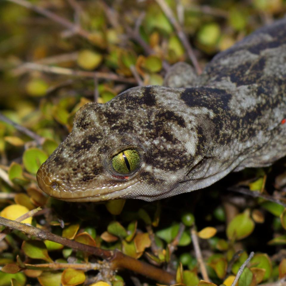 Northern Duvaucel's gecko on Coprosma propinqua (Tiritiri Matangi Island, North Auckland). © Nick Harker