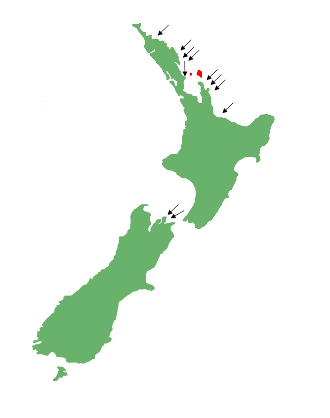 Hoplodactylus duvaucelii distribution