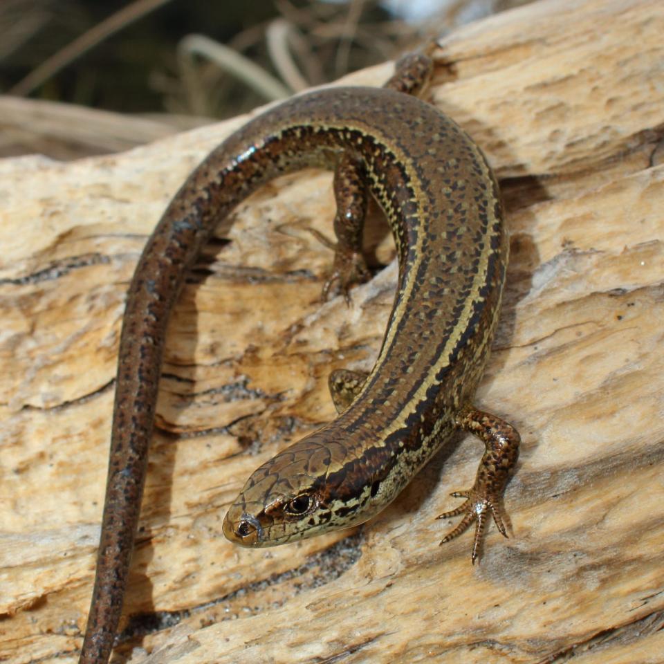 Crenulate skink basking in dunes (Moutohorā / Whale Island). <a href="https://www.instagram.com/nickharker.nz/">© Nick Harker</a>