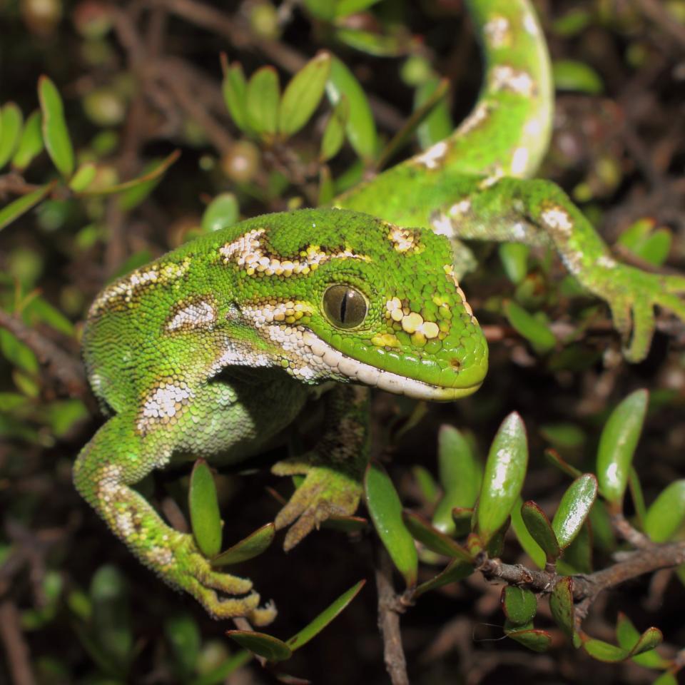 Jewelled gecko in Coprosma propinqua (Otago Peninsula). © Nick Harker