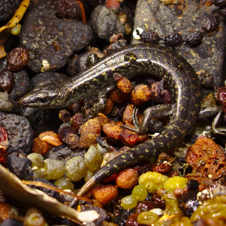 Egg-laying skink on pebble beach (Inner Hauraki Gulf). <a href="https://www.instagram.com/samuelpurdiewildlife/?hl=en">© Samuel Purdie</a>