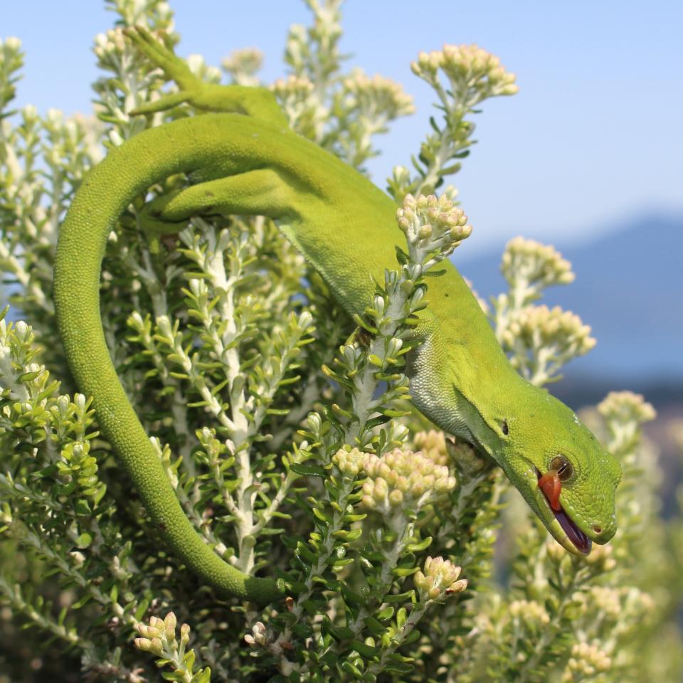 Marlborough green gecko in Tauhinu (Marlborough Sounds). © Nick Harker