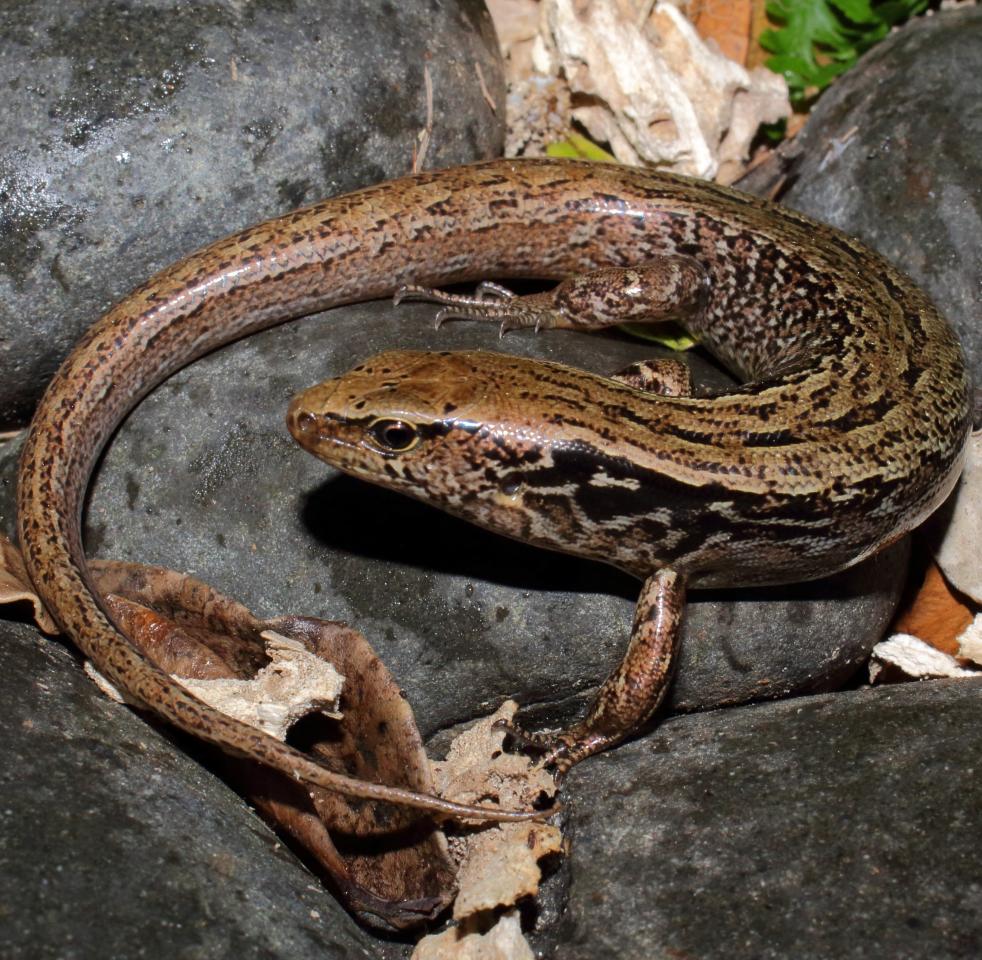 McGregor's skink in cobble habitat (Mana Island). © Nick Harker